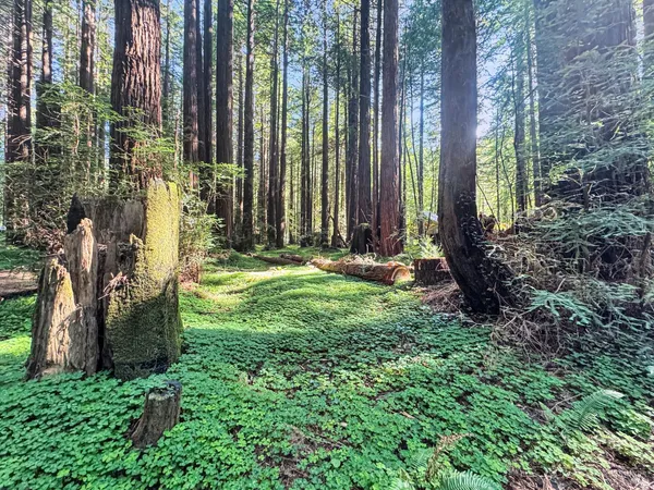 a view of outdoor space and garden