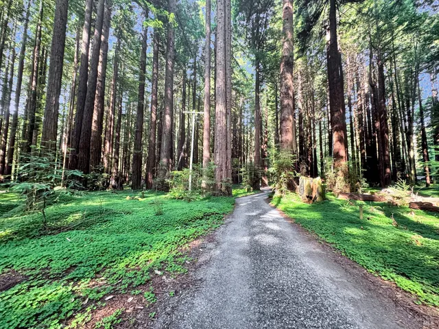 a view of a backyard with potted plants and large trees