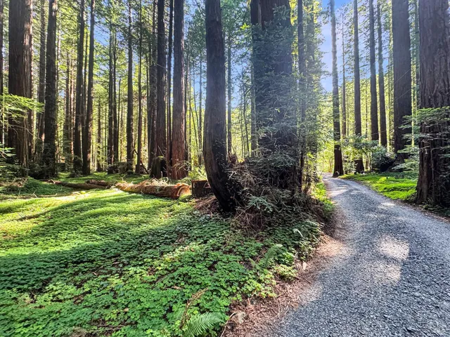 a view of a garden with potted plants and large tree