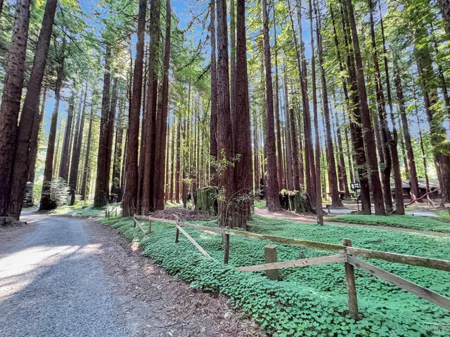 a view of a park with large trees