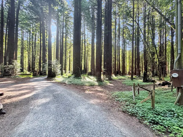 a view of a backyard with chairs and large trees
