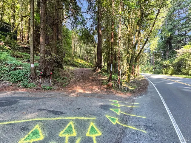 a view of a yard with plants and trees