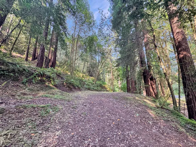 a view of a yard with lots of trees