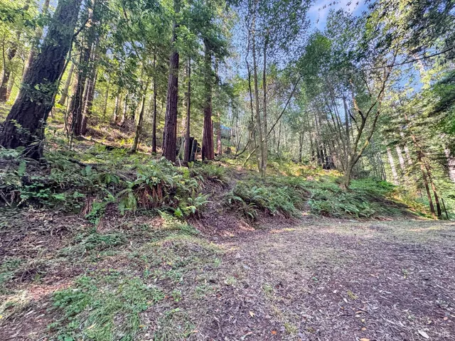 a view of a yard with plants and trees