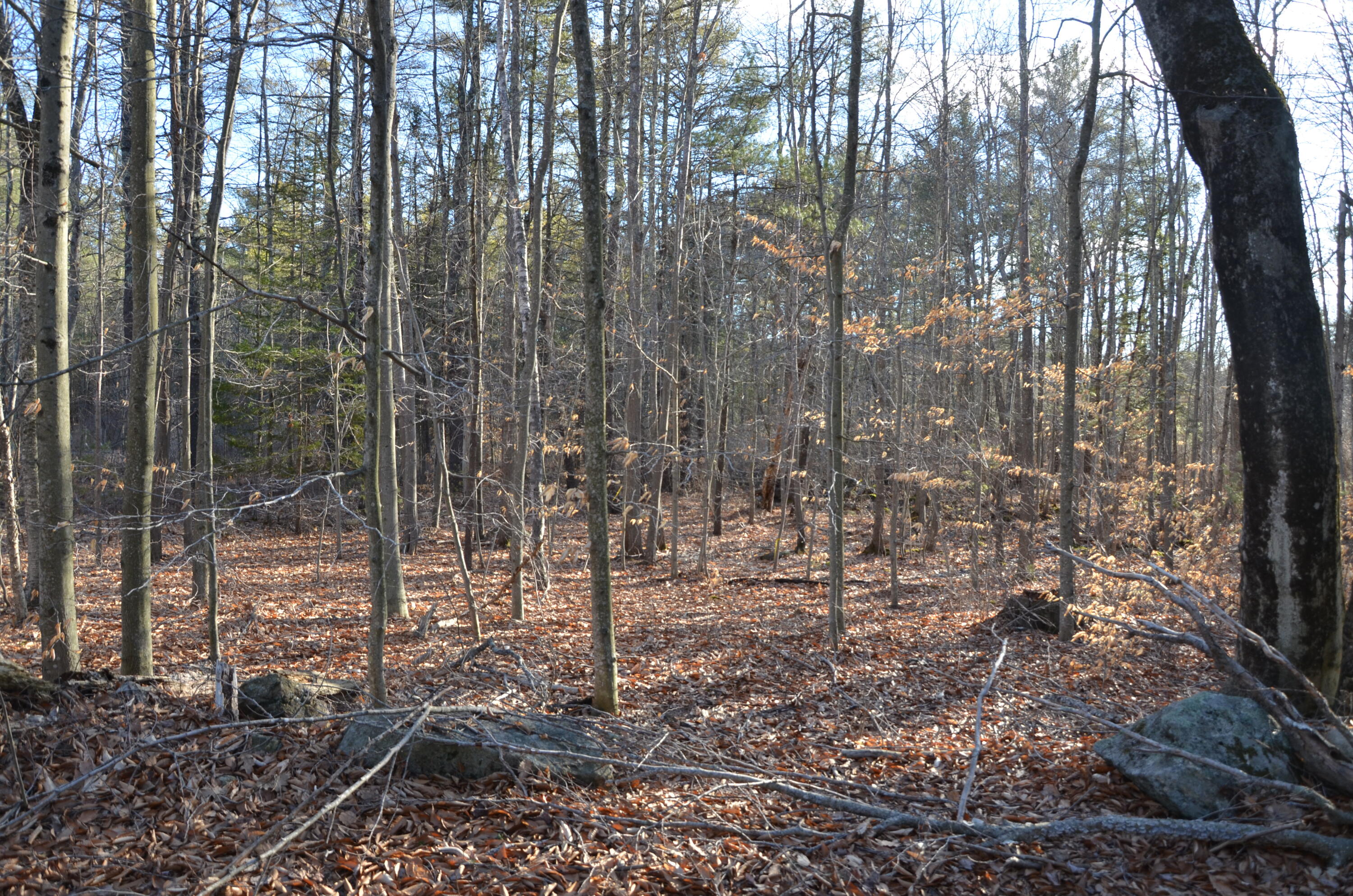 0 Babbidge Road Falmouth, ME 04105 - Photo 1 of 4 DSC_3119