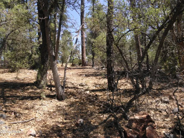 a view of a yard with large trees