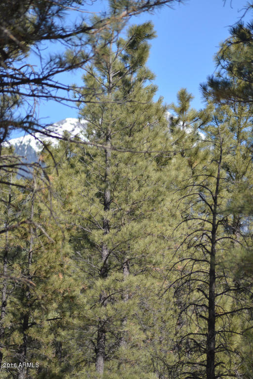 8290 North Roundtree Road Flagstaff, AZ 86001 - Photo 19 of 34 Kitchen View While Doing Dishes