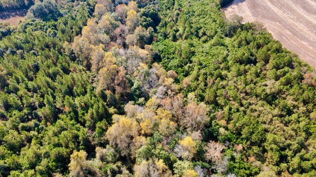 Undisclosed Address Headland, AL 36345 - Photo 9 of 36