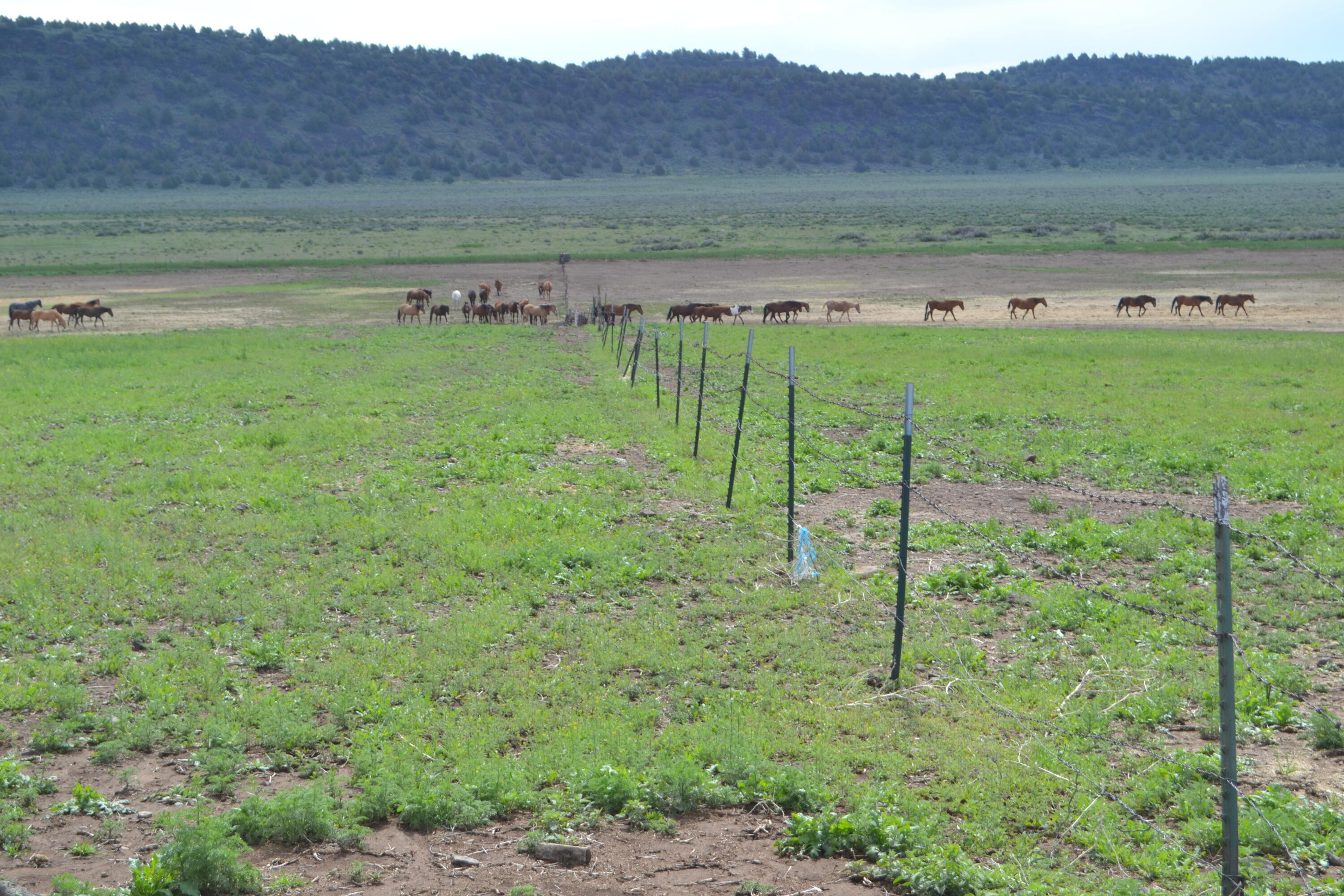 528-125 Mitchell Road Termo, CA 96132 - Photo 8 of 23 4a Field