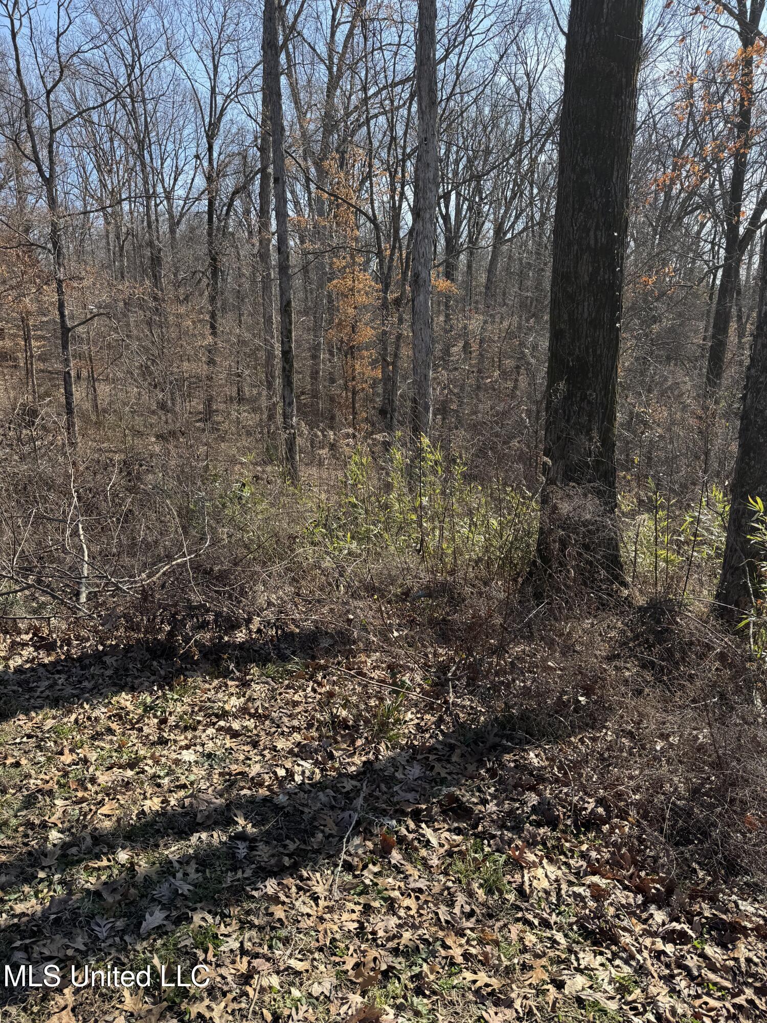 1944 Konawa Road Hernando, MS 38632 - Photo 5 of 6 IMG_9231