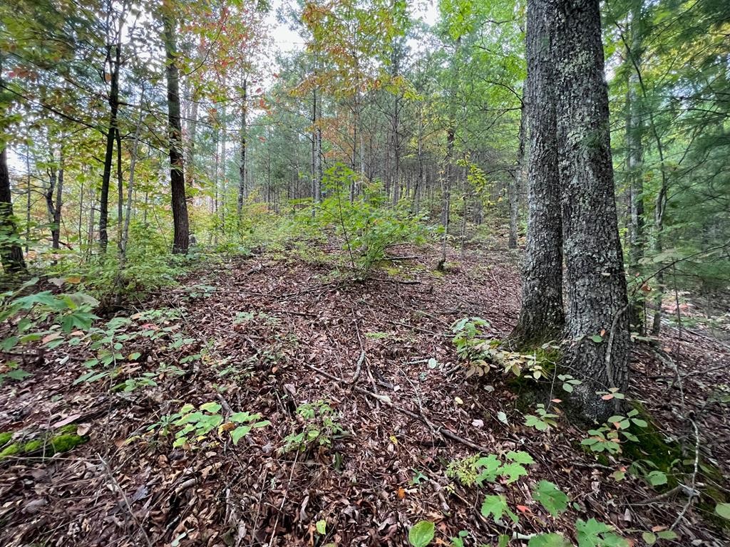 30 Ridgeback Lane Sevierville, TN 37862 - Photo 29 of 34