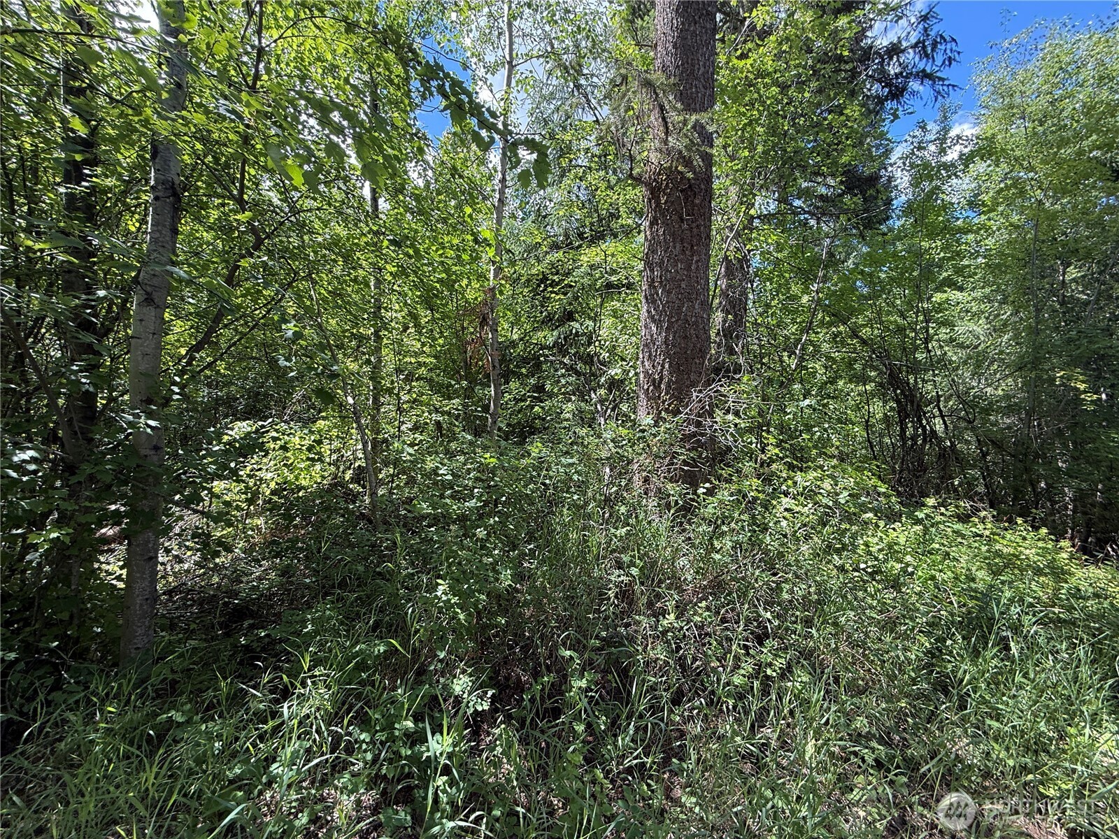 42 Tedesco Road Republic, WA 99166 - Photo 18 of 19 a view of a forest with a tree