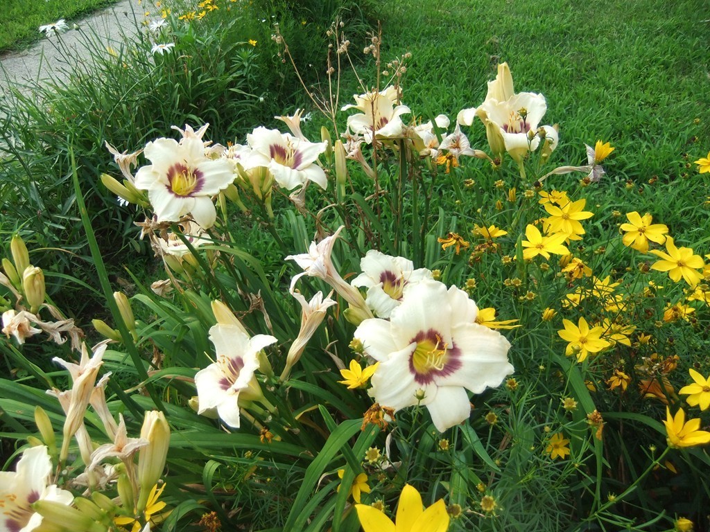 53 Newhall Street Springfield, MA 01109 - Photo 28 of 29 a bunch of flowers in a garden