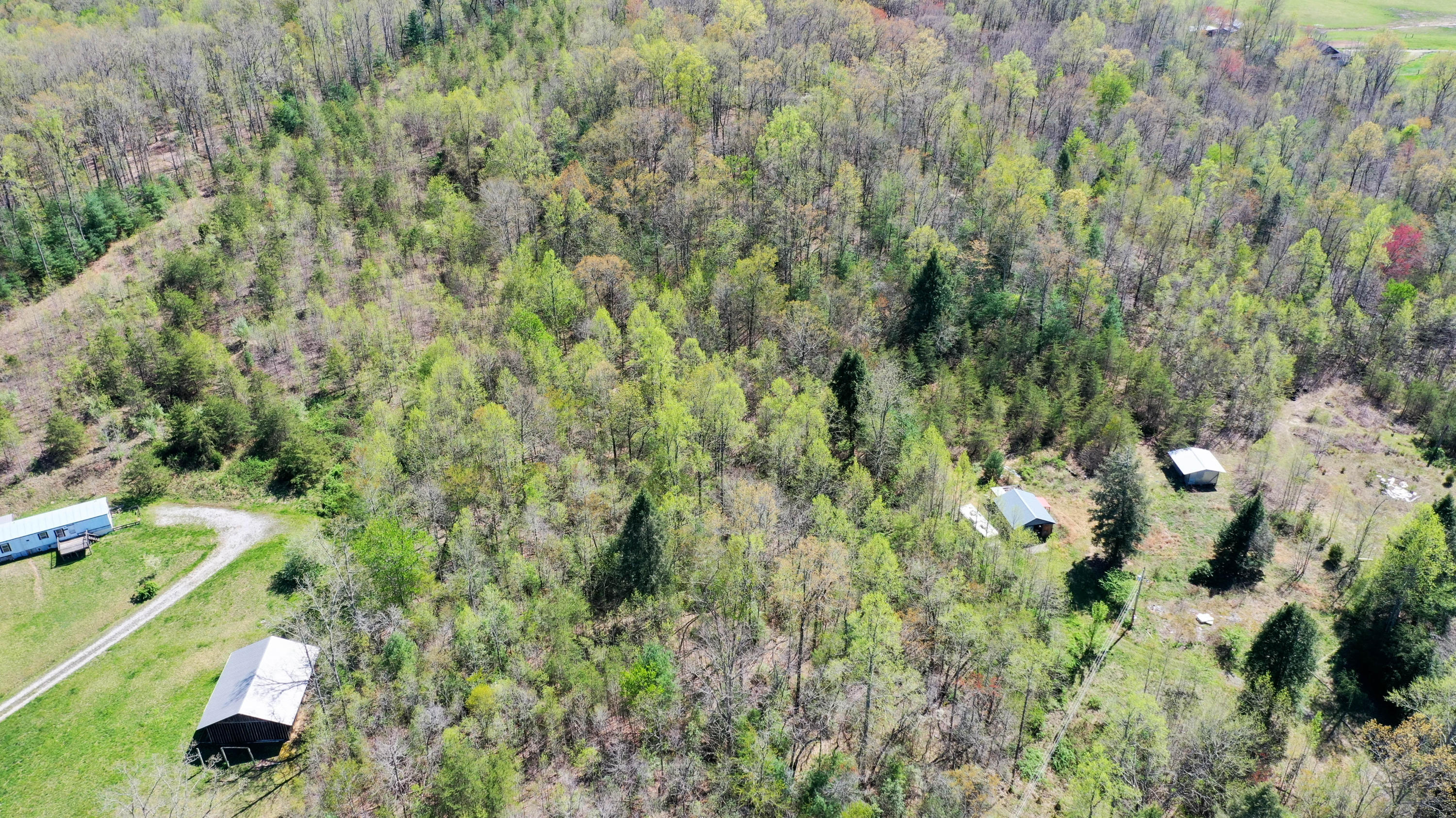 Bart Woolum Road Road Lancing, TN 37770 - Photo 4 of 8 DJI_0160