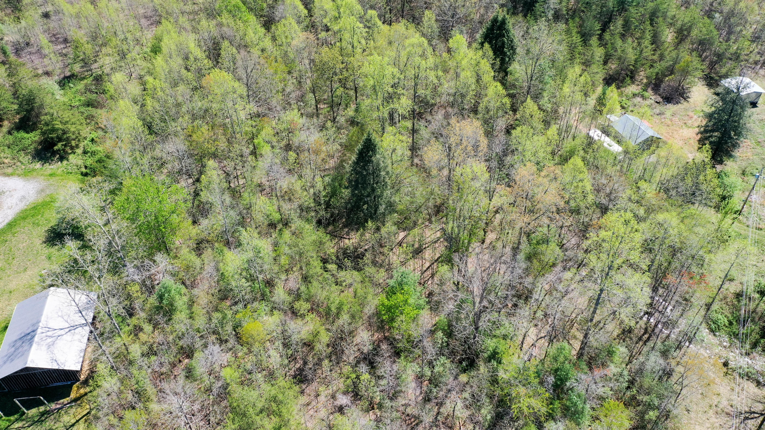 Bart Woolum Road Road Lancing, TN 37770 - Photo 5 of 8 DJI_0167