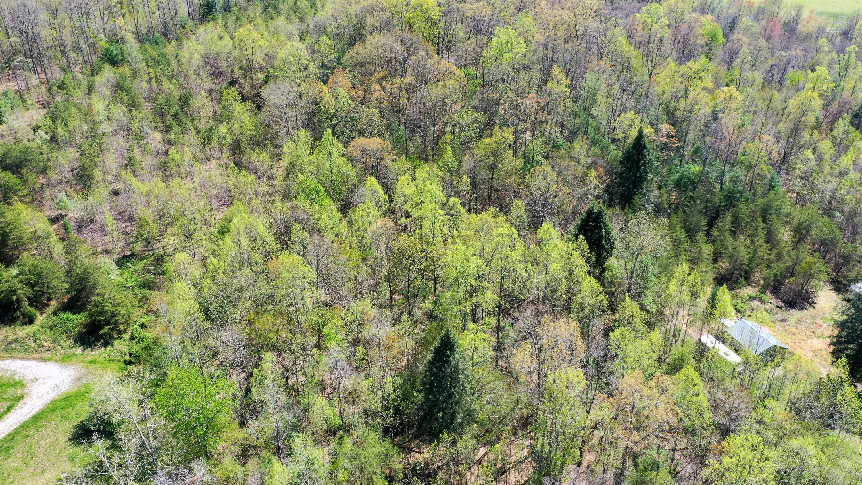 Bart Woolum Road Road Lancing, TN 37770 - Photo 6 of 8 DJI_0168