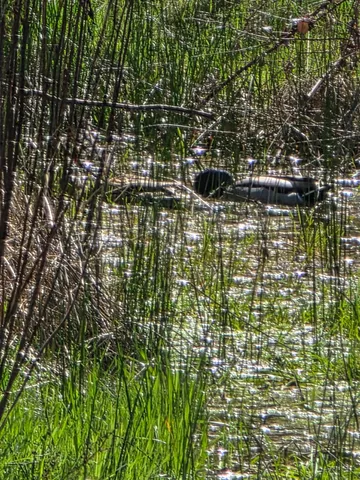 $771,500 | 6545 Kelsey Road, Placerville, CA 95667