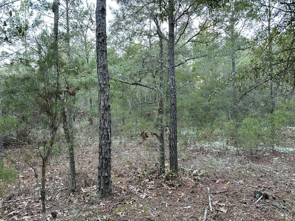 13-15 Flipper Lane DeFuniak Springs, FL 32433 - Photo 3 of 14 a view of a forest with trees in the background