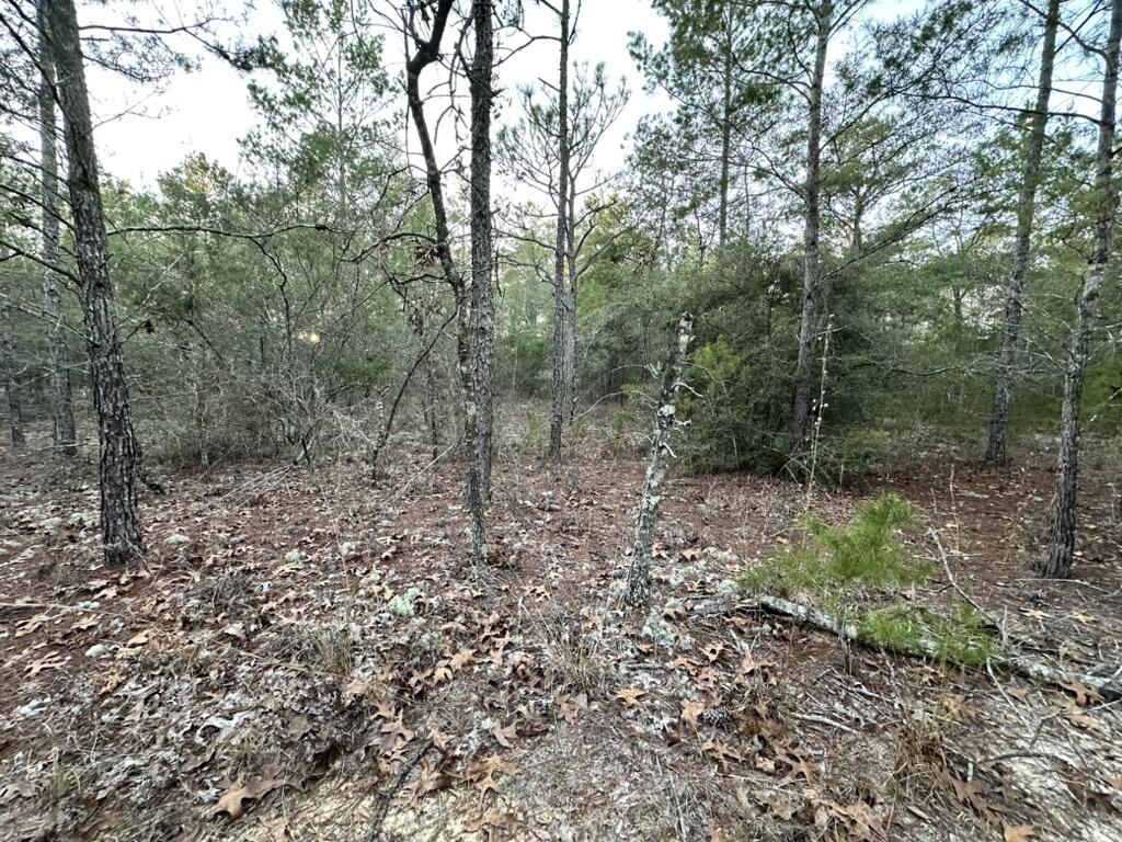 13-15 Flipper Lane DeFuniak Springs, FL 32433 - Photo 4 of 14 a view of a forest with trees in the background