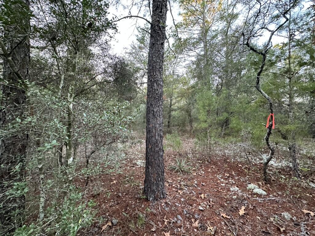 13-15 Flipper Lane DeFuniak Springs, FL 32433 - Photo 5 of 14 a view of forest