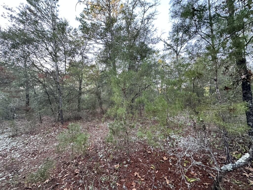 13-15 Flipper Lane DeFuniak Springs, FL 32433 - Photo 6 of 14 a view of a forest that has large trees