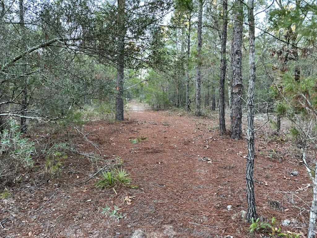 13-15 Flipper Lane DeFuniak Springs, FL 32433 - Photo 7 of 14 a view of a yard with trees