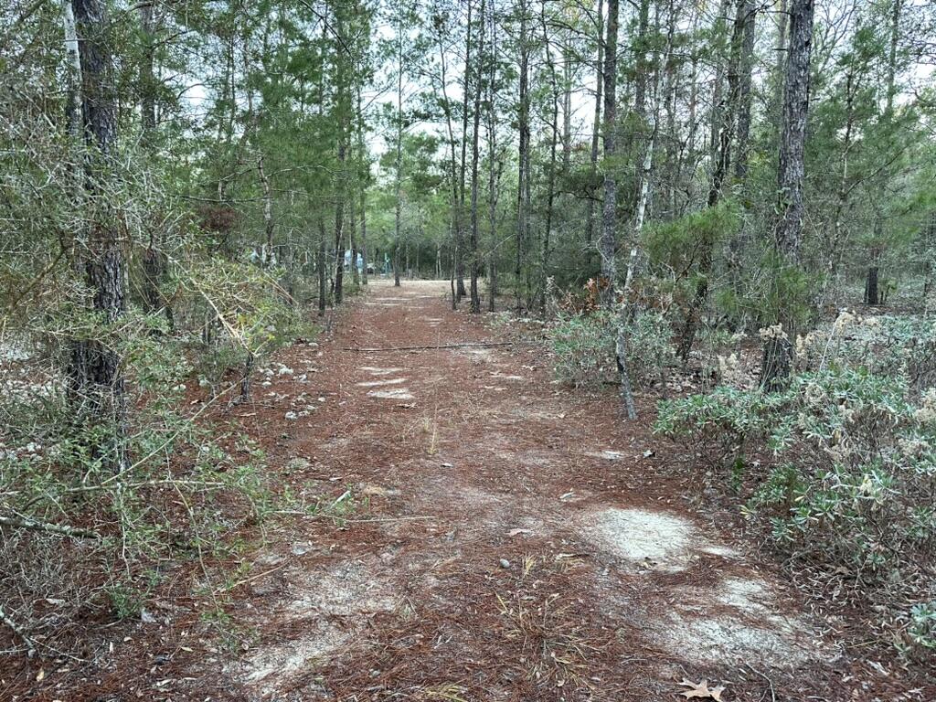 13-15 Flipper Lane DeFuniak Springs, FL 32433 - Photo 8 of 14 a view of a forest with trees in the background