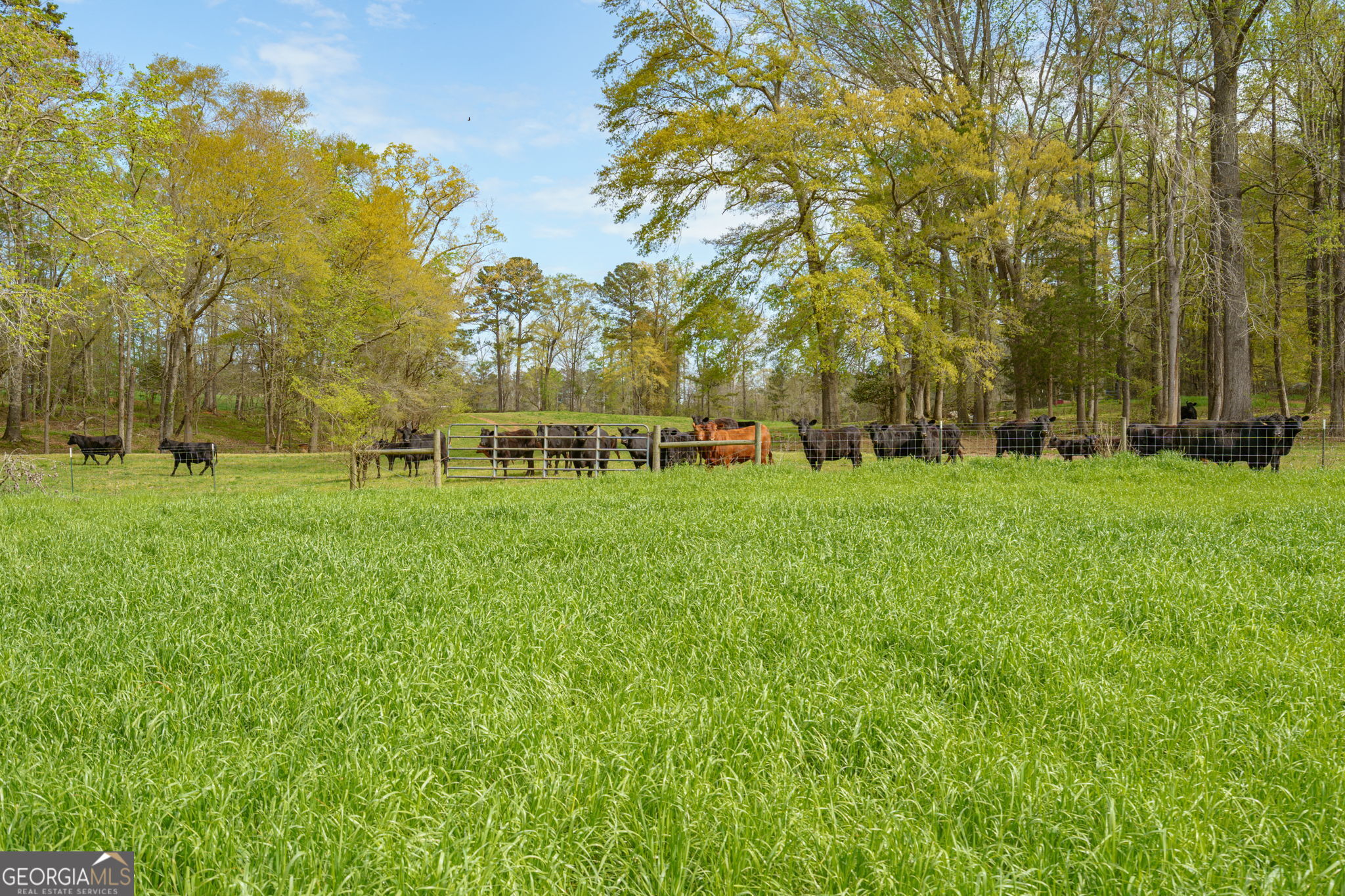 1291 Apalachee River Road Madison, GA 30650 - Photo 67 of 84 a view of a park with large trees