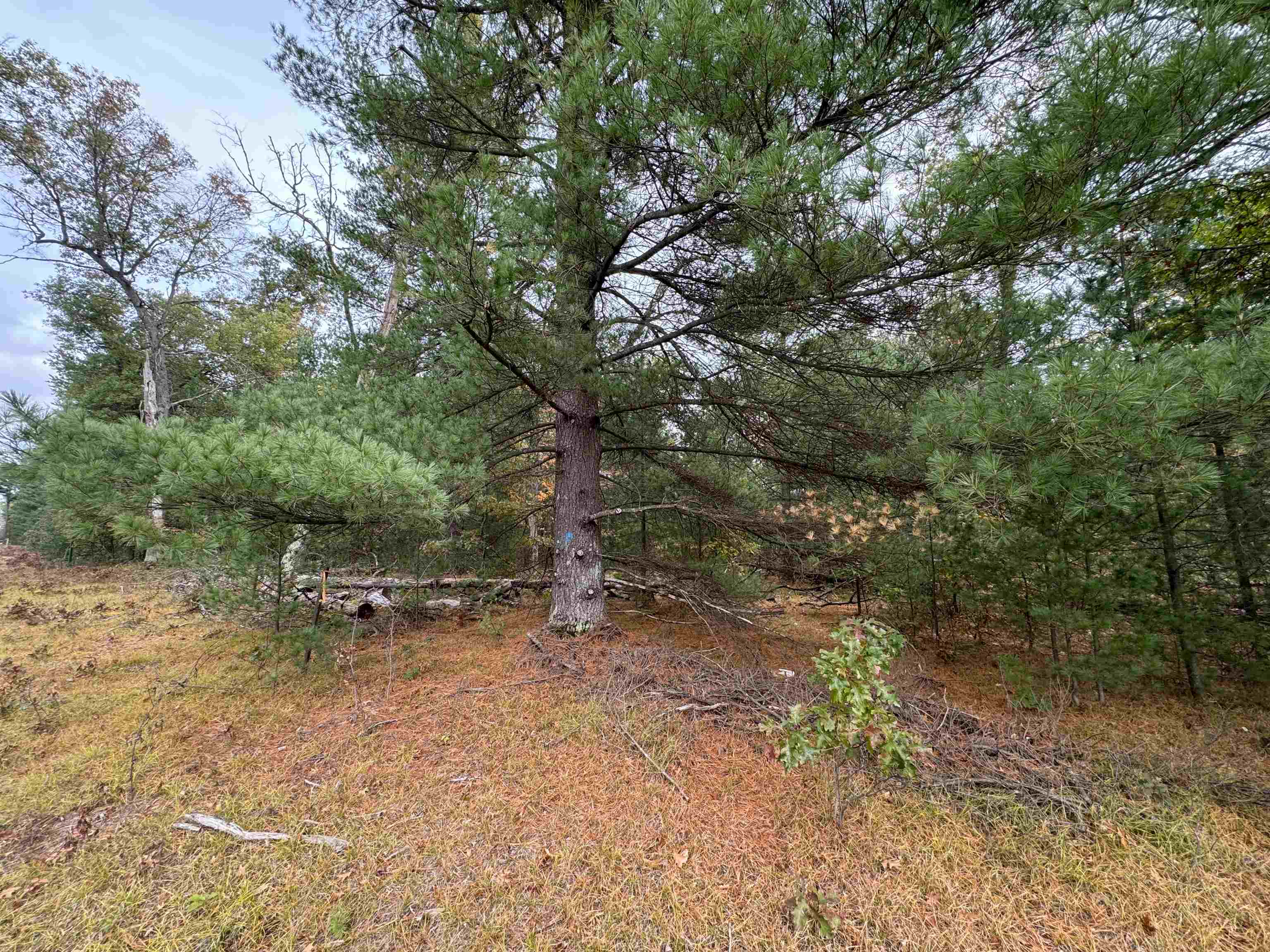0 Rifle River Drive Prescott, MI 48756 - Photo 8 of 8