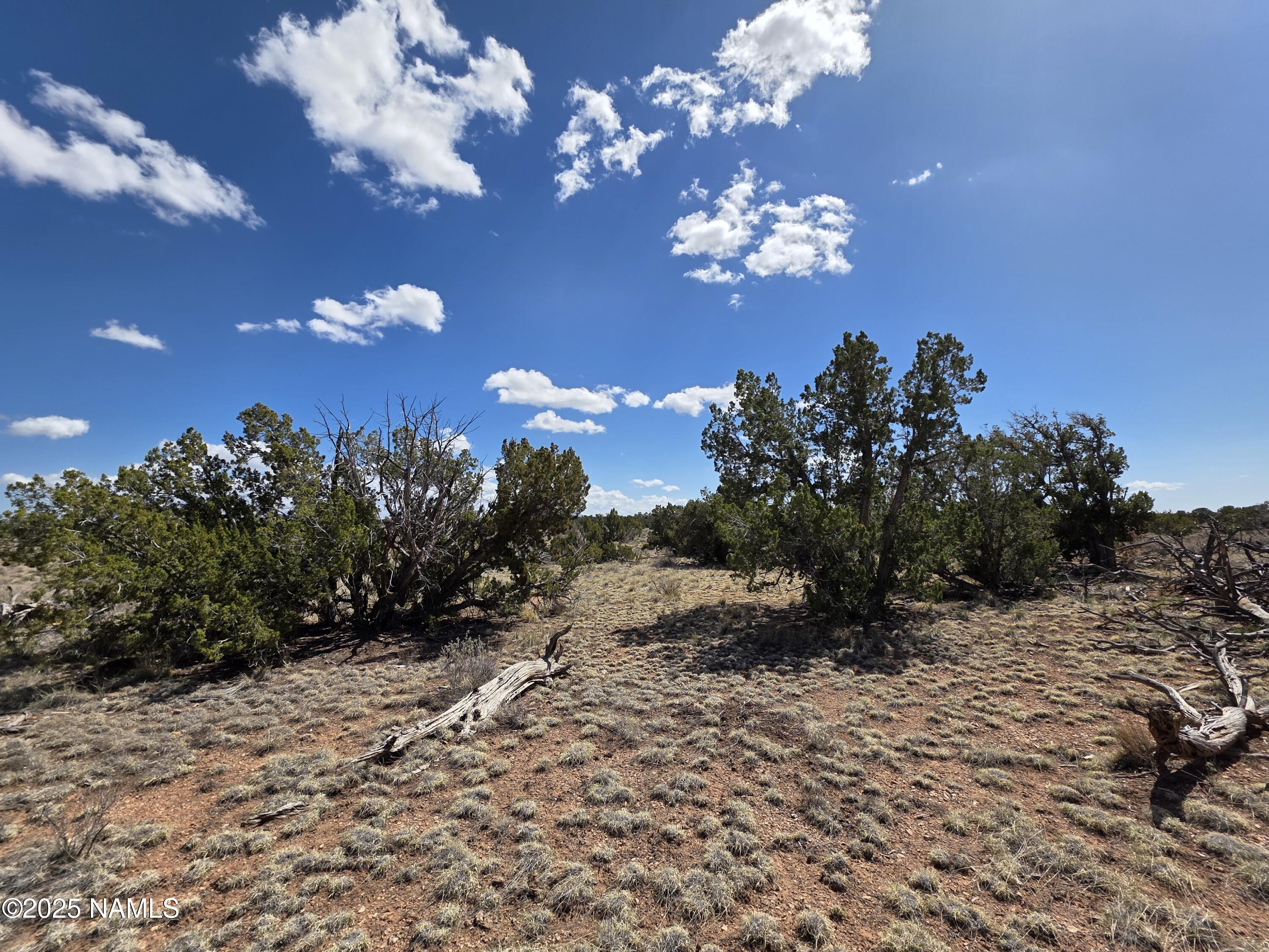 564 North Wyandotte Road Williams, AZ 86046 - Photo 14 of 17 a view of a flower in a yard