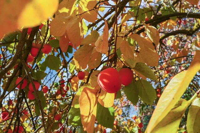 $749,500 | 25523 East Groves Road, Farmington, CA 95230