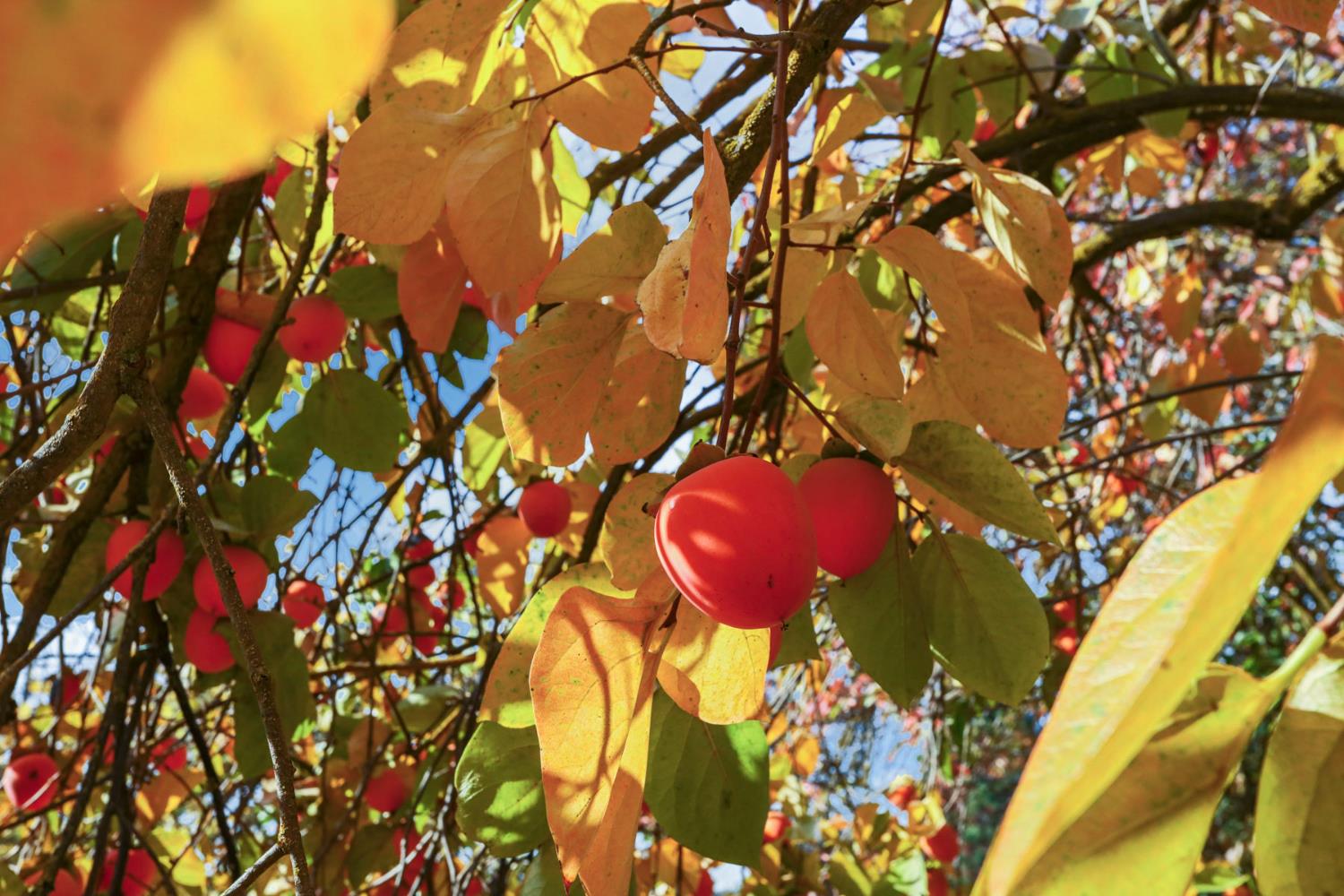 25523 East Groves Road Farmington, CA 95230 - Photo 63 of 65 a view of a tree with a tree