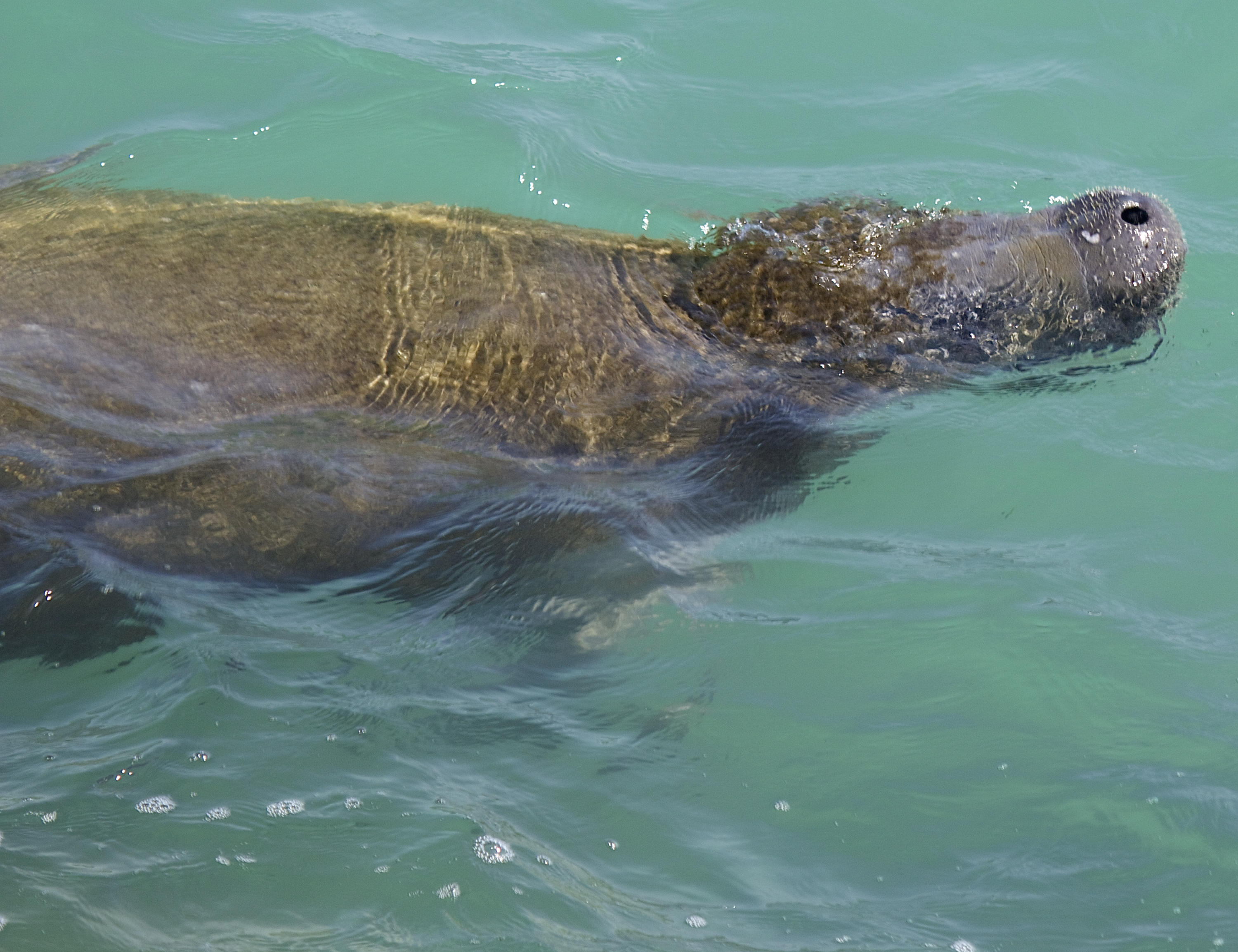 8841 First Tee Road Port St. Lucie, FL 34986 - Photo 122 of 228 236 Manatee At Jetty Park