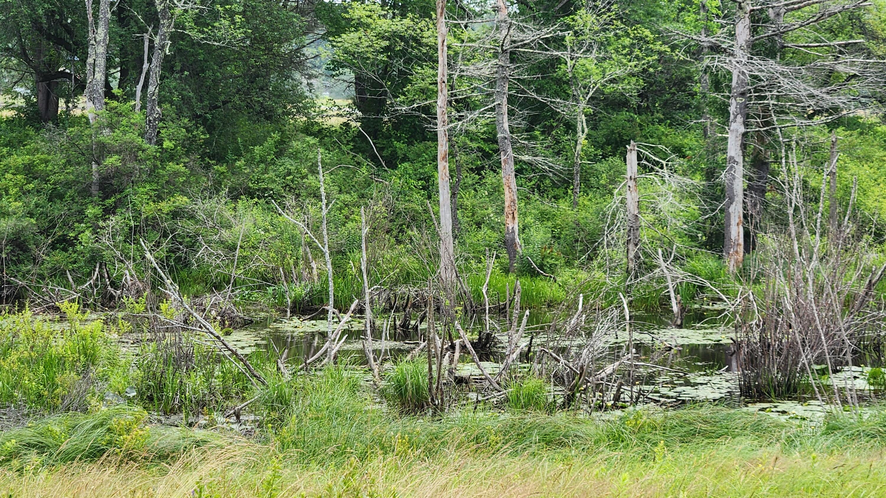 0 Dana Mill Road Woolwich, ME 04579 - Photo 17 of 26 20250708_113637