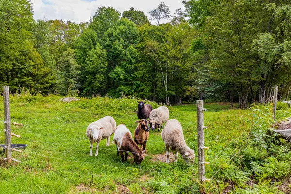 $949,000 | 157 Dartt Hill Road, Bethel, VT 05032