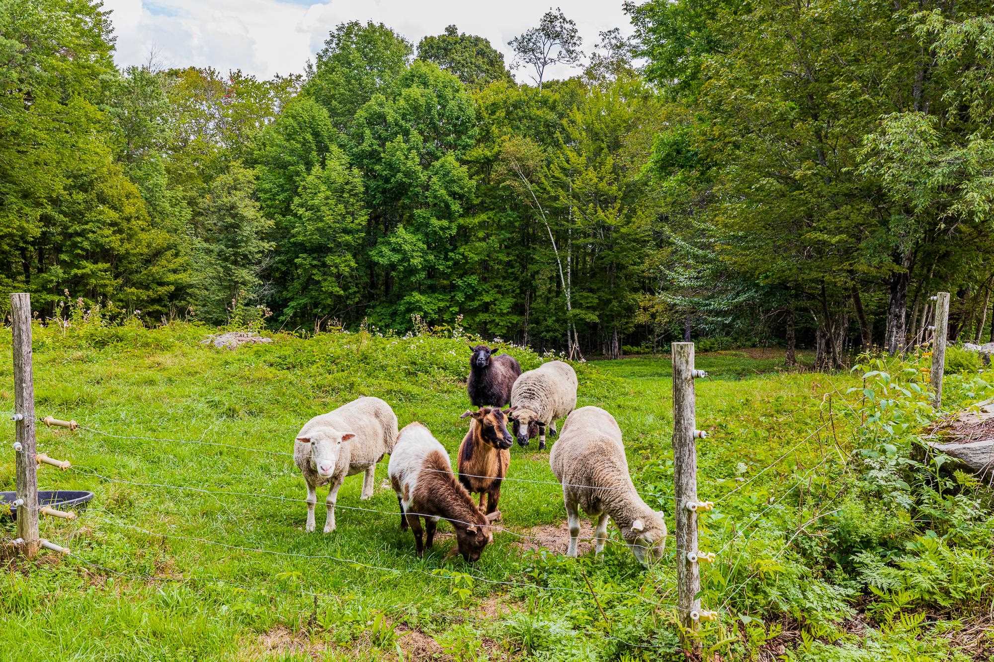 157 Dartt Hill Road Bethel, VT 05032 - Photo 49 of 55