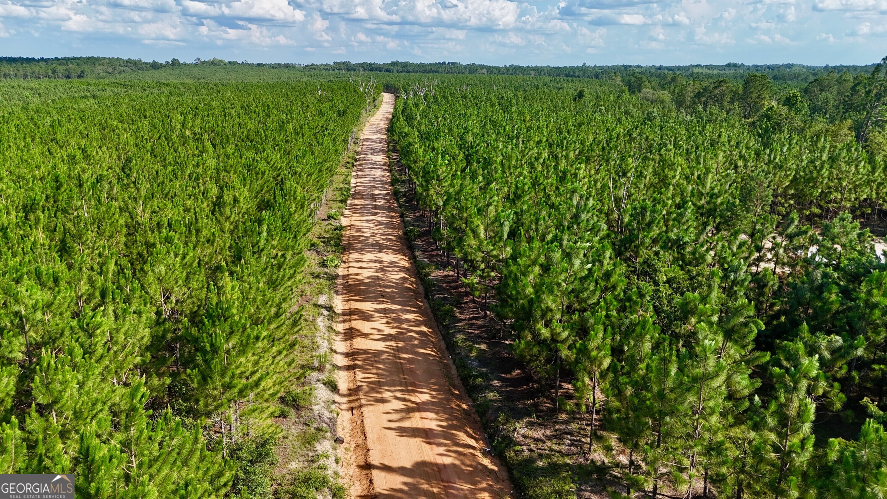a view of a yard with plants
