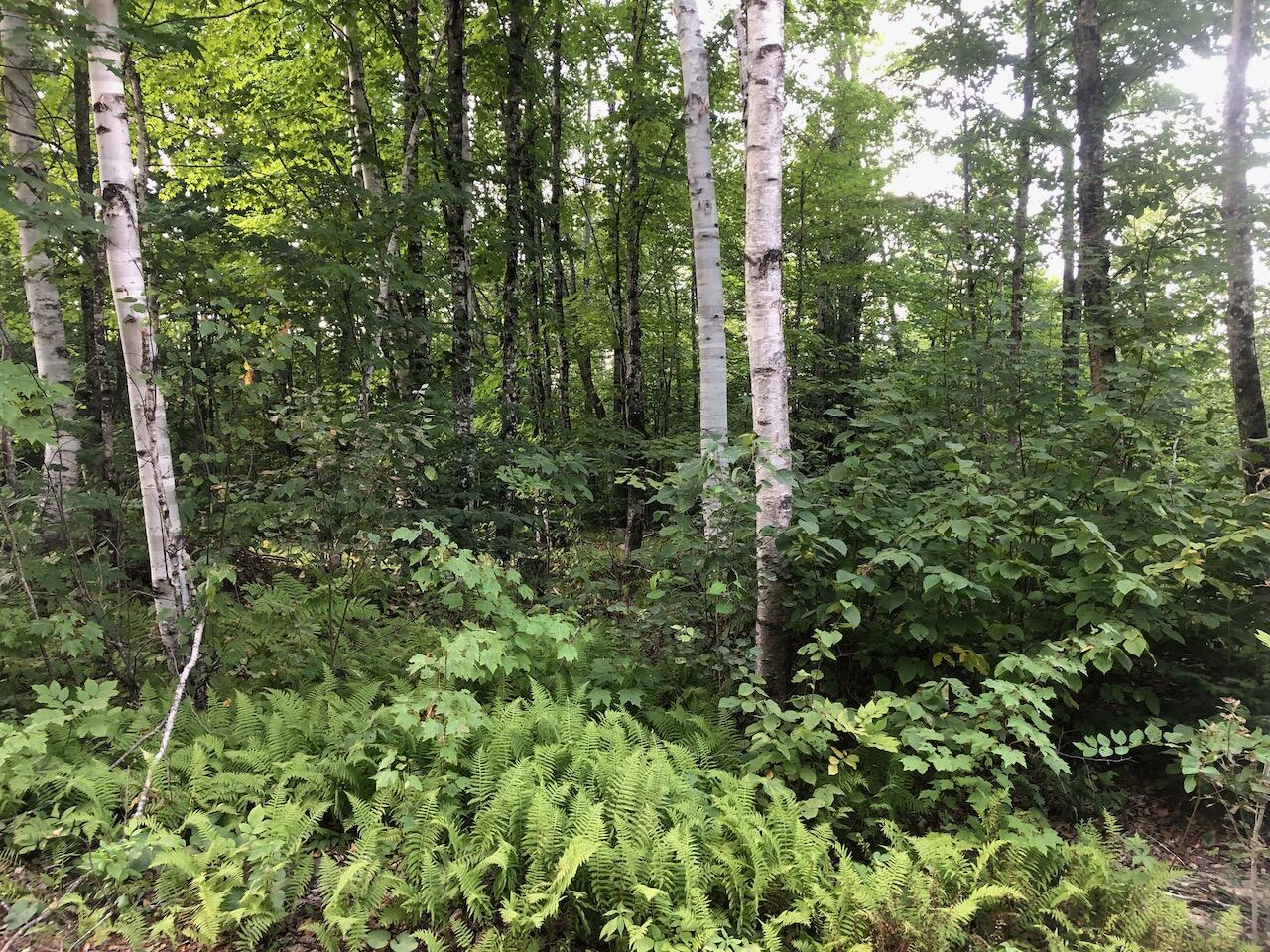 6 Swett Brook Lane Weld, ME 04285 - Photo 23 of 65 IMG_7689