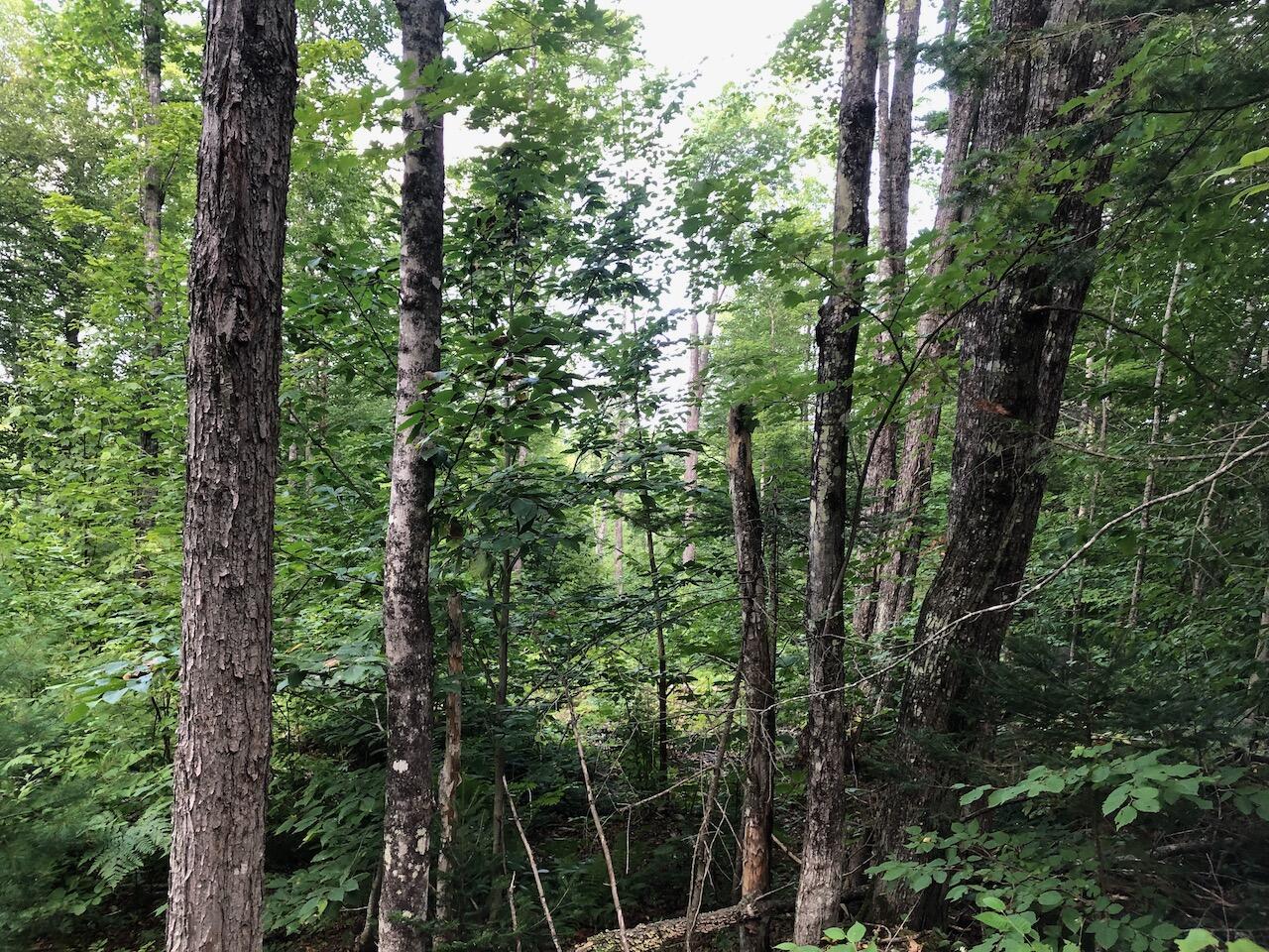 6 Swett Brook Lane Weld, ME 04285 - Photo 45 of 65 IMG_7711