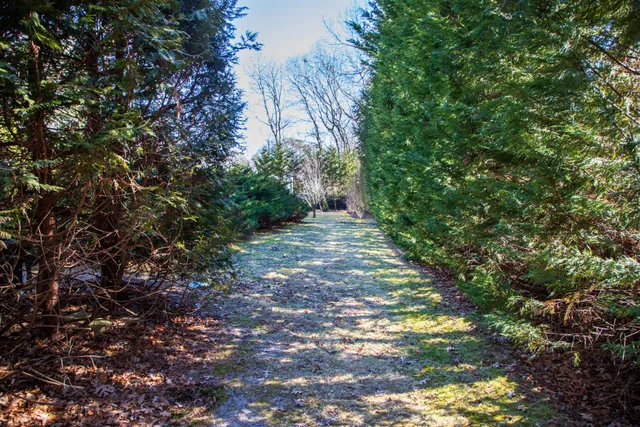 a view of a yard with plants and large trees