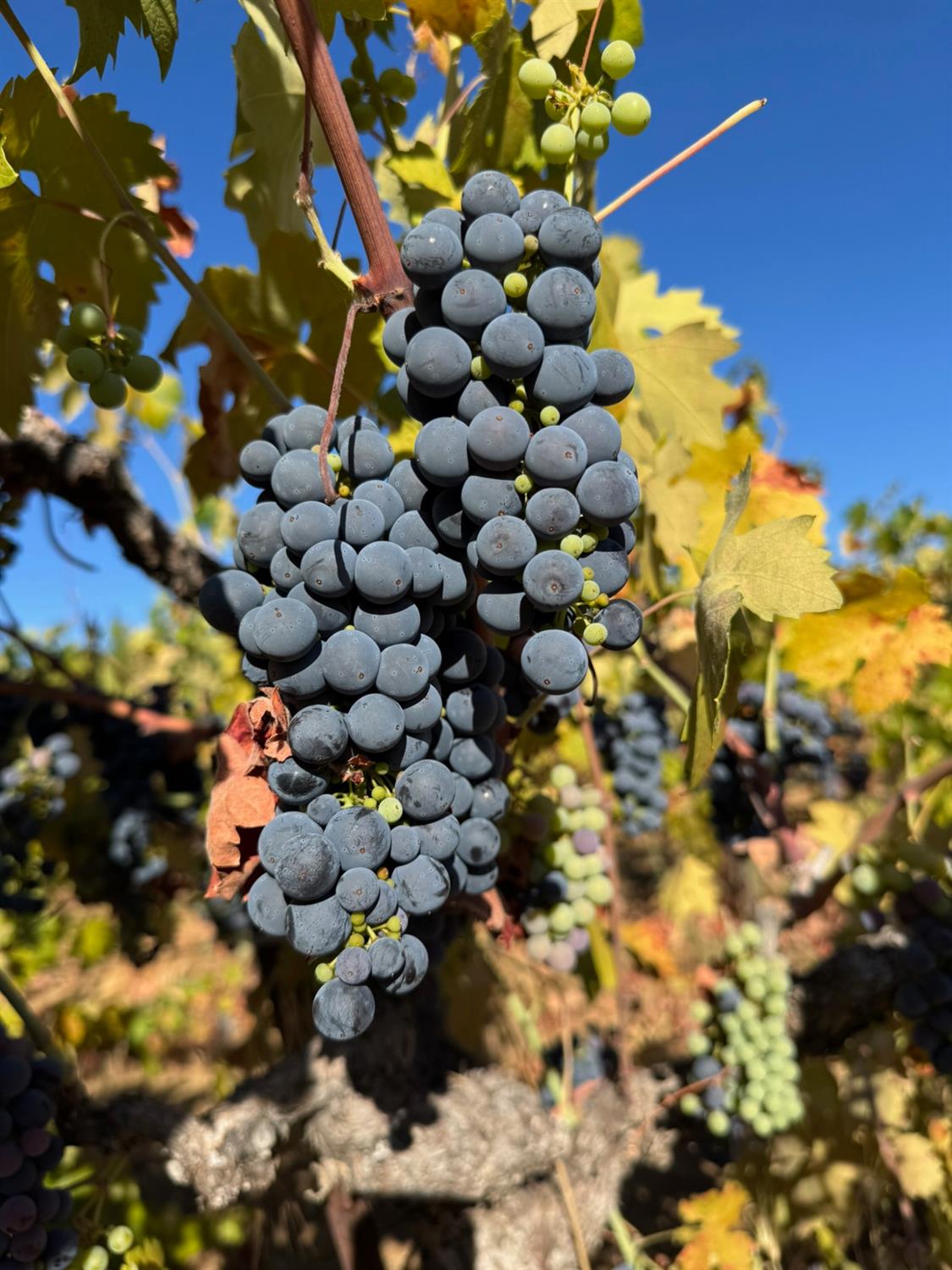 17476 Fiddletown Road Fiddletown, CA 95629 - Photo 74 of 82