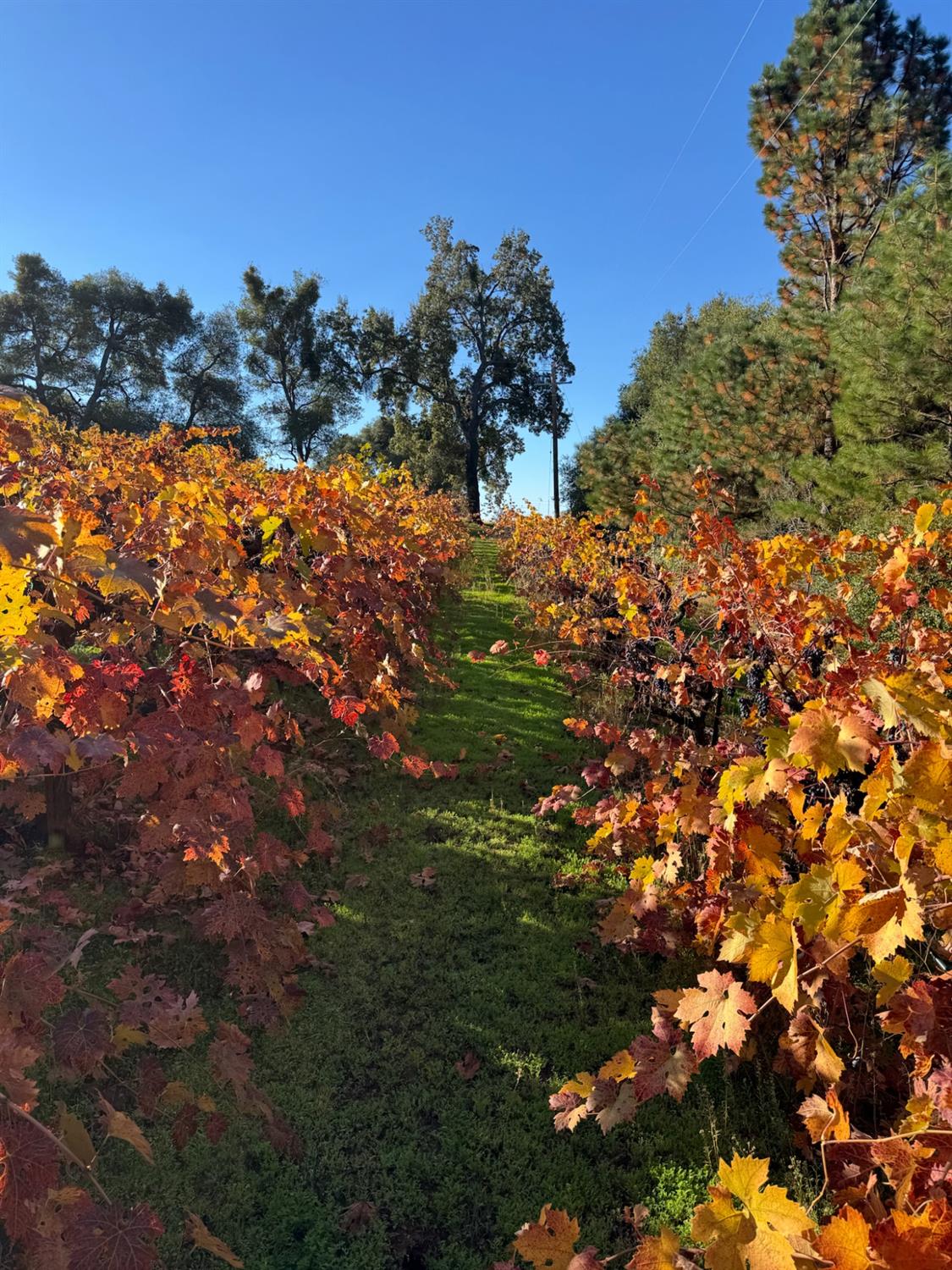 17476 Fiddletown Road Fiddletown, CA 95629 - Photo 76 of 82 Fall in the vineyard... beautiful time of year!