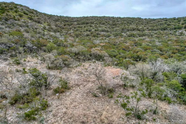 a view of a field with a forest