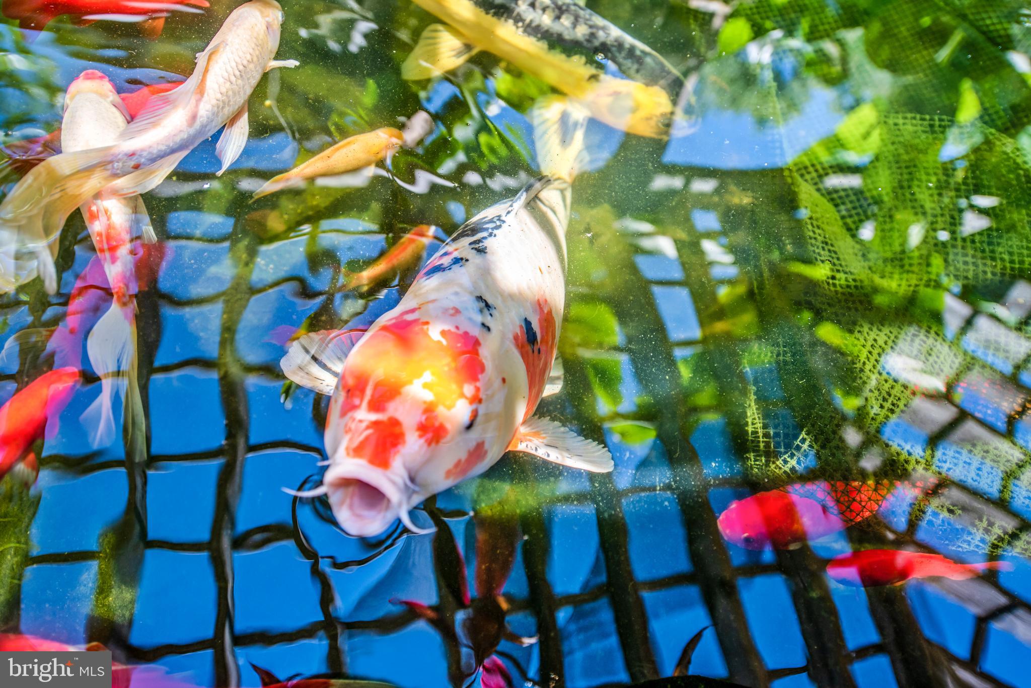2842 Ridge Road Huntingtown, MD 20639 - Photo 24 of 67 Koi pond