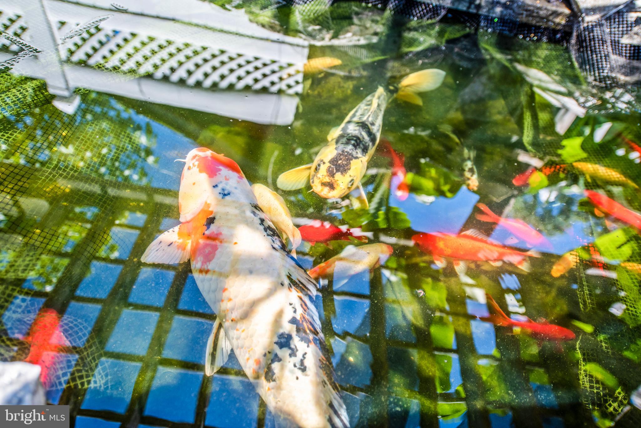 2842 Ridge Road Huntingtown, MD 20639 - Photo 25 of 67 Easy care koi pond