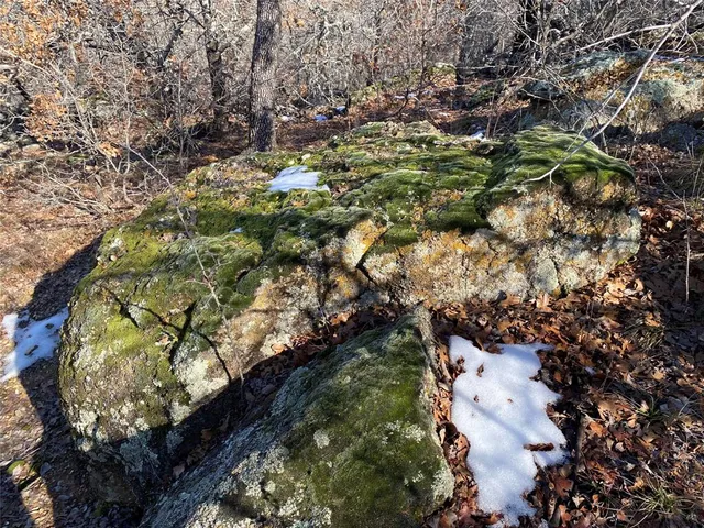 a view of a tree with some trees in the background