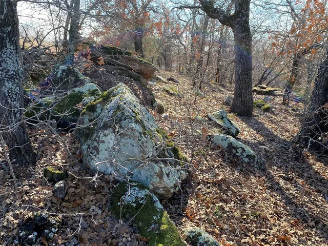 a view of a tree with some trees