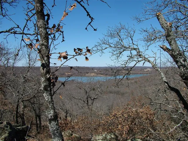 a view of a dry yard with lots of plants and trees