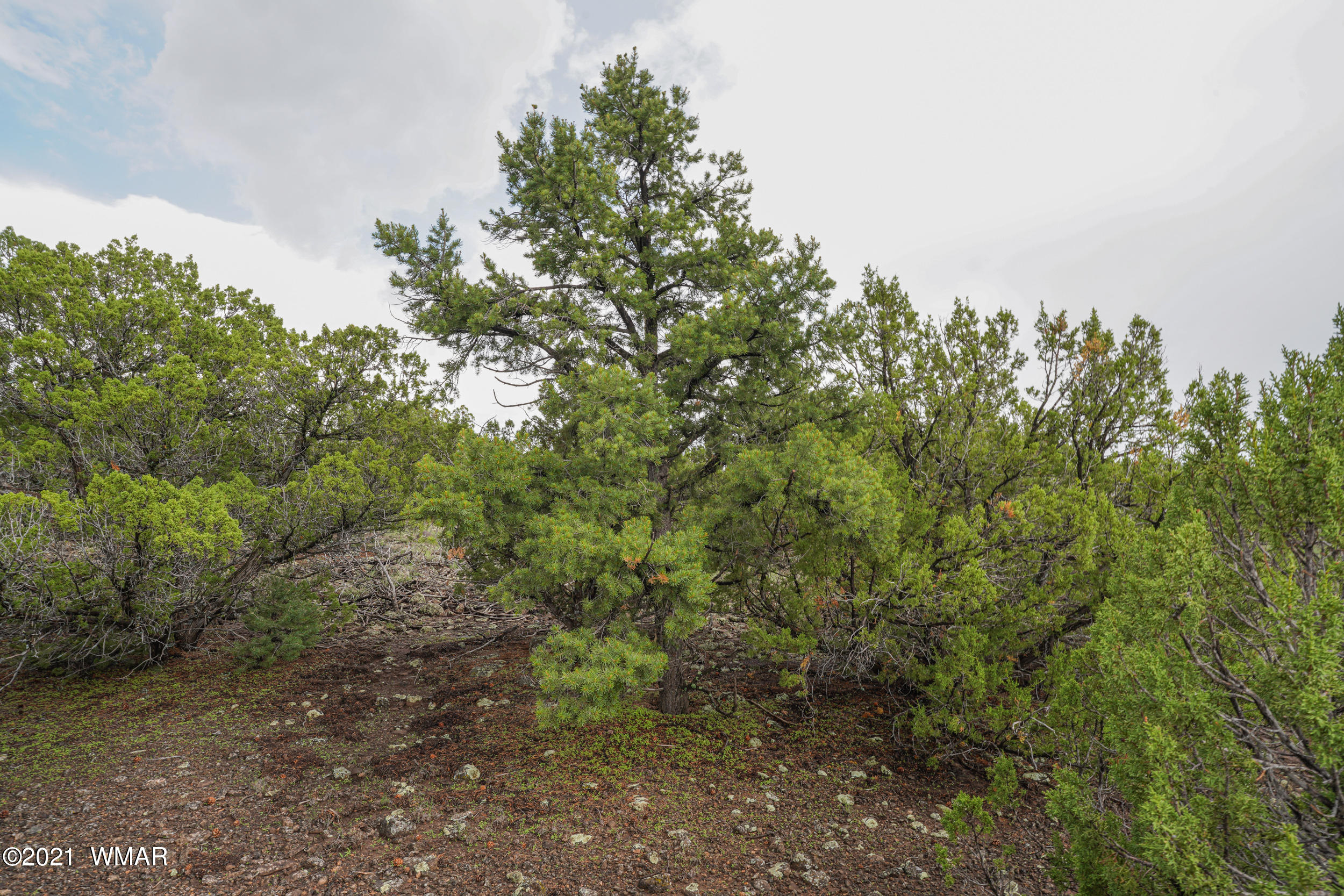 8178 Concho Az 85924 Concho, AZ 85924 - Photo 11 of 28