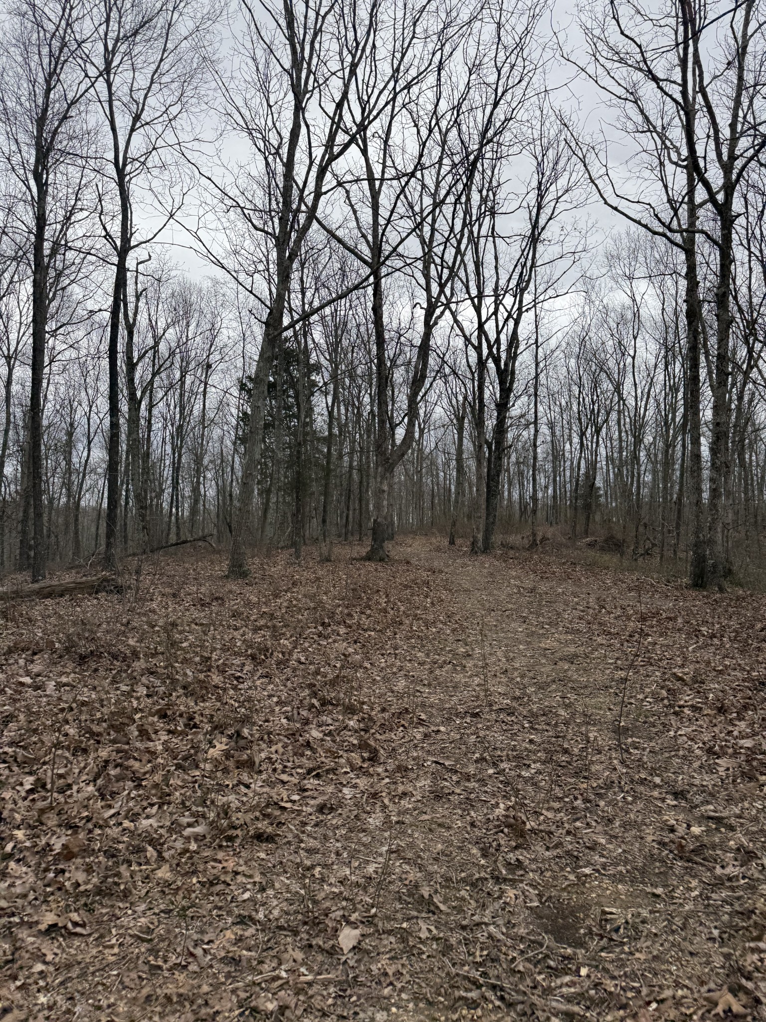 0 Bear Creek Road Waverly, TN 37185 - Photo 3 of 8